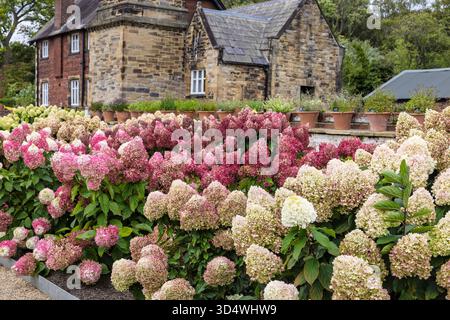 Arbusti di ortensie paniculata in piena fioritura che crescono di fronte a un vecchio edificio in pietra presso i giardini RHS Bridgewater. Foto Stock