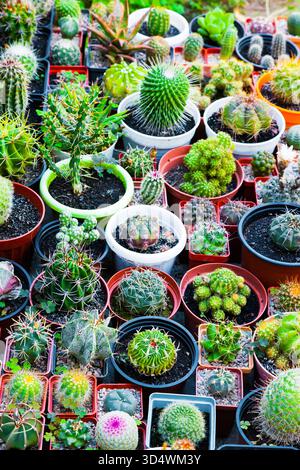 Vari tipi di cactus decorativi per la casa in pentole. Foto Stock