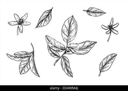 Rami di agrumi, foglie e fiori clip art illustrazione vettoriale monocromatica dipinta da inchiostri neri. Disegno con incisione di foglie di limone, lime o arancia Illustrazione Vettoriale