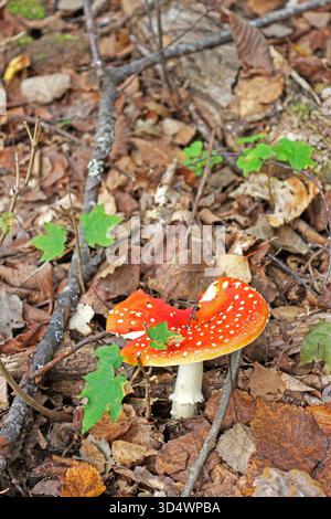 Mosca funghi agarici nella foresta autunnale, Amanita musaria tra foglie e rami secchi Foto Stock