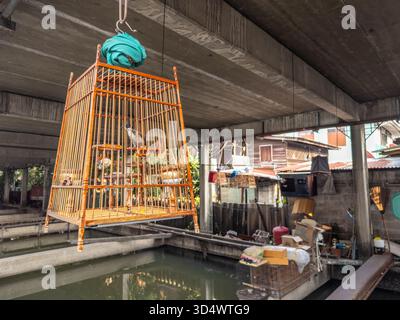 Un bulbul di whisky rosso in una gabbia di legno ornata è appeso sopra un canale torbido a Bangkok, Thailandia. La scena rivela il fascino grezzo e disordinato del locale li Foto Stock