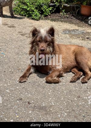 Un cane di razza mista marrone scruffante con una distintiva toppa bianca sulla testa, si rilassa su una superficie di cemento testurizzato, sbuca la lingua, si crogiola in t Foto Stock