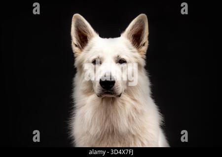 Il cane da pastore svizzero bianco si siede tranquillamente in uno studio scuro, elegante ritratto di pastore dalla panna lunga con sfondo nero. Foto Stock