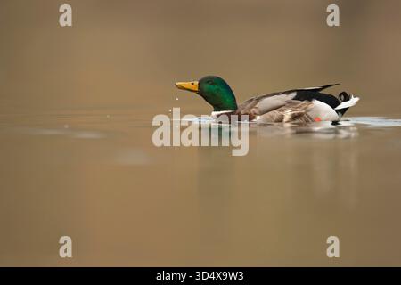 Maschio Mallard / Duck selvatico / Stockente (Anas platyrhynchos) taglia un po' d'acqua con gocce che cadono. Foto Stock