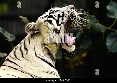 Nuova Delhi, India. 10 novembre 2025. White Tiger al National Zoological Park (NZP) di nuova Delhi, India, il 10 novembre 2025. Lo zoo riapre per i visitatori dopo più di due mesi di arresto a seguito del rilevamento dell'influenza aviaria, dicono i funzionari. Foto di ABACAPRESS.COM credito: Abaca Press/Alamy Live News Foto Stock