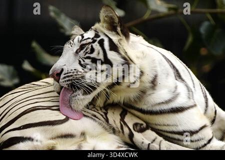 Nuova Delhi, India. 10 novembre 2025. White Tiger al National Zoological Park (NZP) di nuova Delhi, India, il 10 novembre 2025. Lo zoo riapre per i visitatori dopo più di due mesi di arresto a seguito del rilevamento dell'influenza aviaria, dicono i funzionari. Foto di ABACAPRESS.COM credito: Abaca Press/Alamy Live News Foto Stock