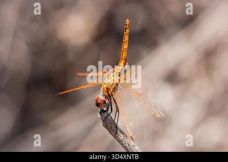 Adulta femmina di libellula a goccia viola, Trithemis annulata, in posa obelisco. Fotografato a Cipro Foto Stock