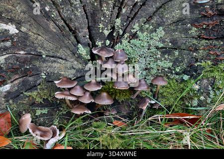 Licheni e funghi cofano raggruppati (mycena inclinata) che crescono all'estremità di un tronco di albero morto. Foto Stock