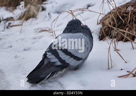 Piccione seduto sulla neve in inverno. Primo piano Foto Stock