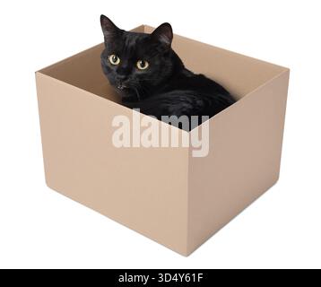 Simpatico gatto nero in scatola di cartone su sfondo bianco Foto Stock