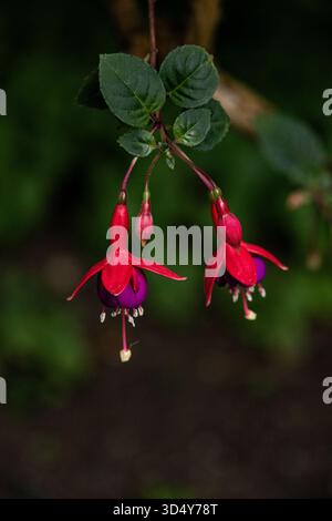 Fiori fucsia rossi e viola appesi su sfondo verde Foto Stock