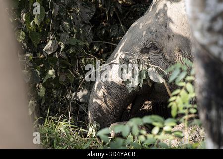 Vista della testa di un elefante ricoperta di fango, parzialmente oscurata dalla vegetazione della giungla, una creatura selvaggia che emerge dalle ombre, Mengla, Yunnan, Foto Stock