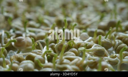 Dal seme al germoglio: Uno sguardo dettagliato al processo di germinazione, evidenziando le piccole radici bianche e i germogli verdi che emergono dai fagioli. Foto Stock