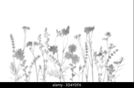Ombra di fiori selvatici isolata su sfondo bianco. Effetto sovrapposizione per foto, mockup, poster, arte murale, presentazione di design. Foto Stock