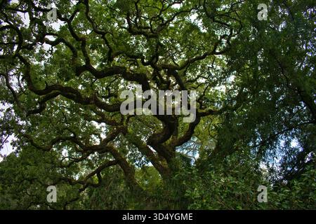 Grande albero con rami zigzaganti Foto Stock