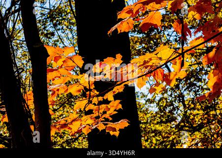 Vista delle foglie autunnali vivide e soleggiate che si illuminano di arance ardenti e gialli contro i rami scuri e sagomati, una foto del terreno, Sharonville, Ohio, Foto Stock