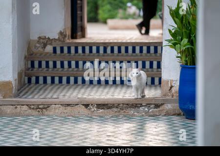 Un gatto bianco in piedi in un cortile marocchino piastrellato con dettagli blu e motivi geometrici. Affascinante scena di un gatto bianco in un riad tradizionale marocchino. Foto Stock