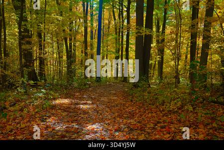 Un'incredibile e colorata immagine del paesaggio autunnale della riserva naturale Maple a Vaughan, Ontario Canada Foto Stock