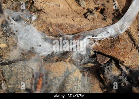 I Webspinner o gli insetti dei footspinners dell'ordine Embiidina, noti anche come Embioptera. Insetti in gallerie fatte di ragnatele prodotte sui loro piedi. Foto Stock