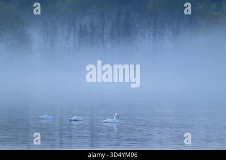 Cigni umidi (Cygnus olor) che nuotano su un lago nella nebbia, nuvole di nebbia, bassa Sassonia, Germania Foto Stock