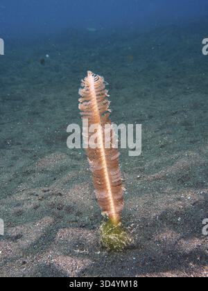 Un'unica sorgente (Virgularia) sorge sul fondale sabbioso in un ambiente calmo sott'acqua. Puri Jati Dive Site, Umeanyar, Bali, Indonesia Foto Stock