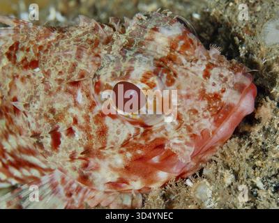 Primo piano della piccola testa di drago rosso (Scorpaena notata) con un occhio chiaro sul fondo marino nel Mediterraneo vicino a Hyeres, sito di immersione della penisola di Giens, P Foto Stock