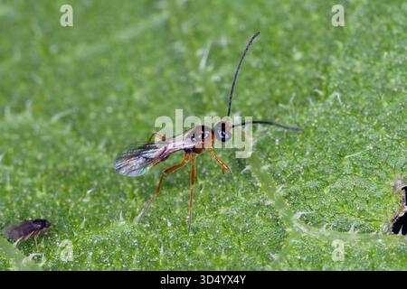 Piccolo insetto della sottofamiglia Aphidiinae. Vespa parassitoide che usano gli afidi come loro ospiti. Controllo biologico dei parassiti. Foto Stock