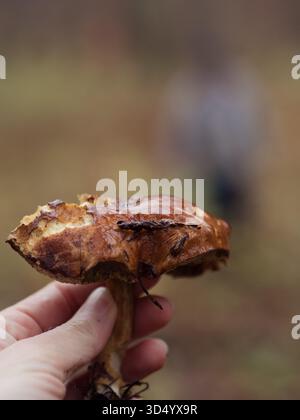 Fungo Bolete con mano femminile con sfondo bokeh, primo piano verticale estremo Foto Stock