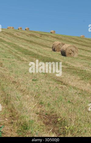Balle di fieno rotonde che poggiano su un campo in leggera pendenza vicino a Sanok nella zona rurale di Subcarpathia, Polonia. Foto Stock