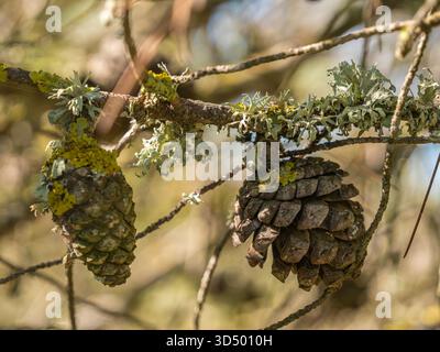 Due coni di pino ricoperti di lichene giallo-verde appesi a un ramo di albero muschiato intrecciato. Foto Stock