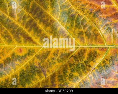 Foto macro vibrante di una foglia autunnale che mostra venature dettagliate e un mix di giallo, verde e arancione. Foto Stock