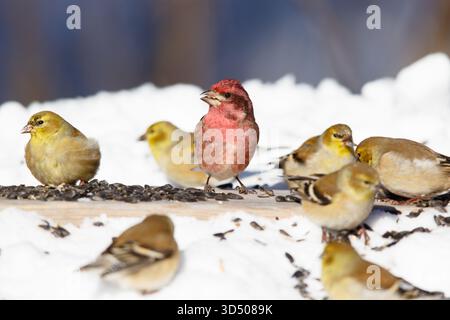 Un Finch viola e un Goldfinch che si nutrono di semi di girasole oliate nere in inverno. Foto Stock
