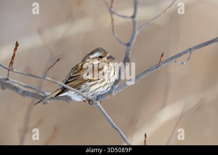 Finch viola femminile arroccato su un ramo arido d'albero in inverno. Haemorhous purpureus Foto Stock