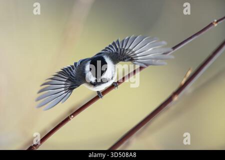 Un Chickadee con il cappuccio nero che si allontana su un ramo in inverno. Foto Stock