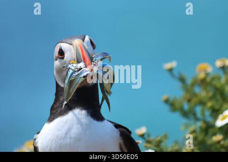 Puffin Atlantico con becco pieno di cicerelle sull'isola di Skomer Foto Stock