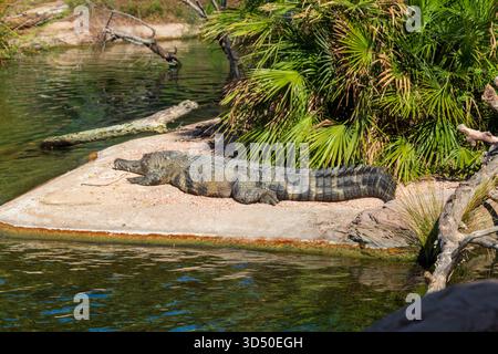 Un grande coccodrillo poggia su una sponda di sabbia soleggiata accanto all'acqua calma, circondato da palme e rami verdi in un tranquillo habitat naturale. Foto Stock