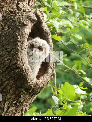 Tawny Owlet seduto nella cavità di un albero Foto Stock