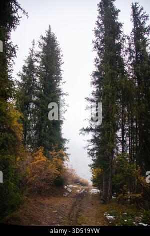 Un aspro sentiero roccioso sterrato incorniciato da alti e densi alberi sempreverdi e arbusti autunnali, che conduce verso una valle di montagna nebbiosa o ricoperta di nebbia Foto Stock