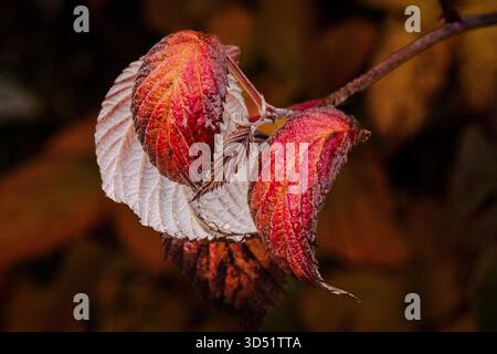Una passeggiata intorno a Zermatt alla fine di ottobre rivela il cambiamento delle stagioni in un ambiente alpino. un'esperienza straordinaria Foto Stock