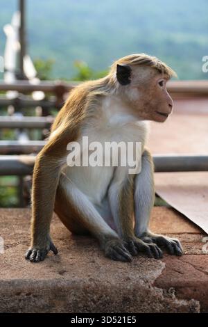 Toque Macaque (Macaca sinica), Lion Rock City Fortress, sito patrimonio dell'umanità dell'UNESCO, Sigiriya, distretto di Matale, provincia centrale, Sri Lanka, Asia meridionale Foto Stock