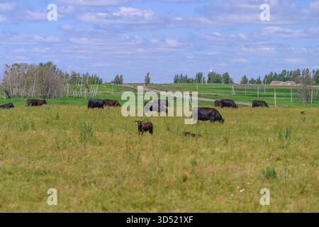 Un paesaggio sereno e tranquillo caratterizzato da bestiame che pascolano in pace in un vibrante pascolo verde sotto un cielo azzurro Foto Stock