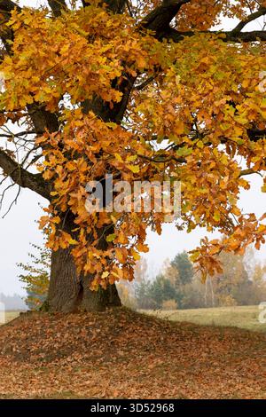 una quercia solitaria che cresce accanto ai boschi nella stagione autunnale in una mattinata nebbiosa, una quercia con fogliame arrugginito di arancia Foto Stock