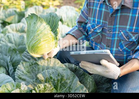 Gli agricoltori utilizzano la principale rete di dati in Internet, la tecnologia agricola, il lavoro sull'analisi dei dati raccolti tramite tablet, la tecnologia per il collegamento dati delle piantagioni Foto Stock
