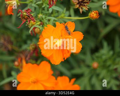 Fiore di cosmo di zolfo arancione brillante con vespa su petali. Primo piano di. Dettagli naturali, copyspace. Foto Stock