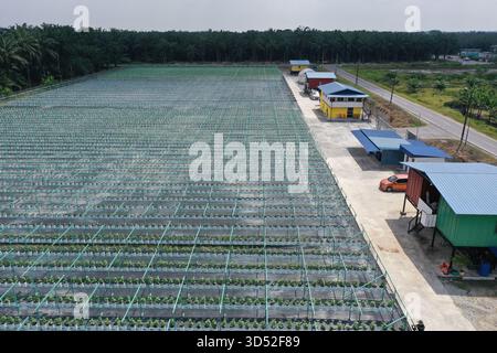 Una fotografia aerea ad alta risoluzione che mostra una moderna struttura agricola su larga scala caratterizzata da vaste strutture agricole idroponiche disposte in precis Foto Stock