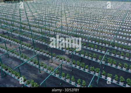 Una fotografia aerea ad alta risoluzione che mostra una moderna struttura agricola su larga scala caratterizzata da vaste strutture agricole idroponiche disposte in precis Foto Stock