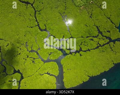 La luce del sole si riflette sui corsi d'acqua attraverso la fitta foresta di mangrovie verdi con canali stretti. Siargao, Filippine. Foto Stock
