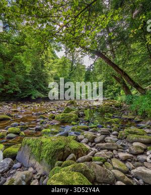 Una vista a metà estate sul fiume Allen presso Allen Banks e Staward Gorge vicino a Bardon Mill nel Northumberland Foto Stock