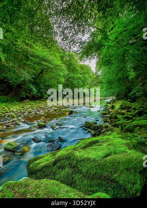 Una vista a metà estate sul fiume Allen presso Allen Banks e Staward Gorge vicino a Bardon Mill nel Northumberland Foto Stock
