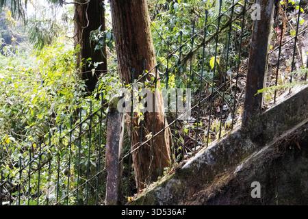 Tipiche ringhiere in ferro e cemento a Darjeeling, Bengala Occidentale, India Foto Stock